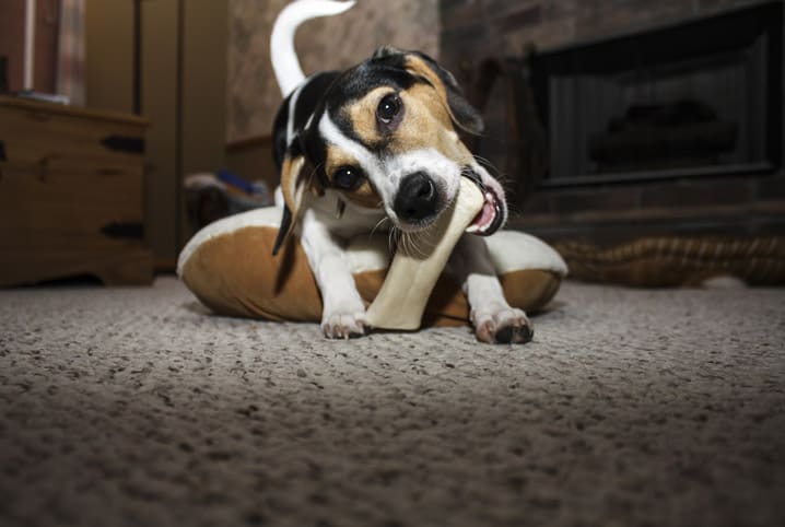 Por que cachorro gosta de osso? Descubra a razão para essa preferência dos peludos!