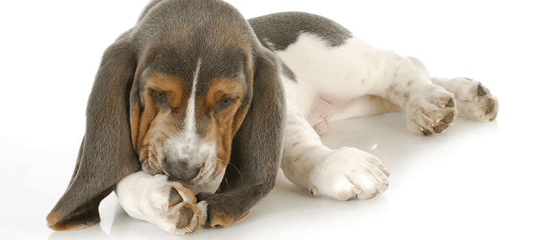 Por que cachorro lambe machucado? Entenda esse hábito canino!