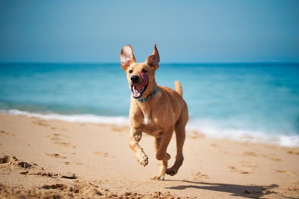 Protetor solar para cães e gatos e outros cuidados no verão