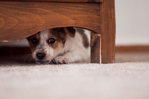 Quase 85% dos pets têm medo de fogos de artifício, aponta pesquisa