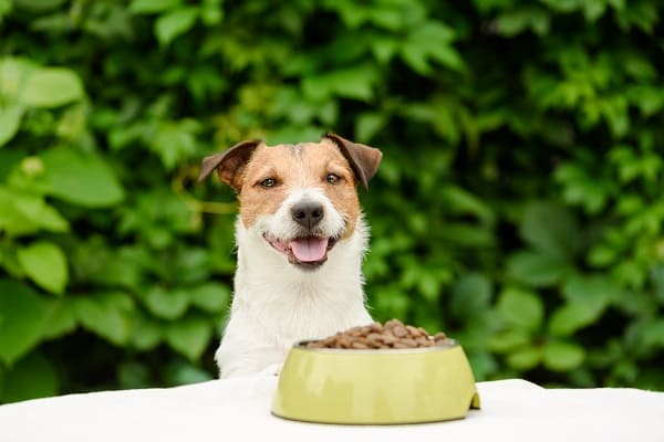 Qual a melhor ração para cachorro? Veja as melhores marcas!