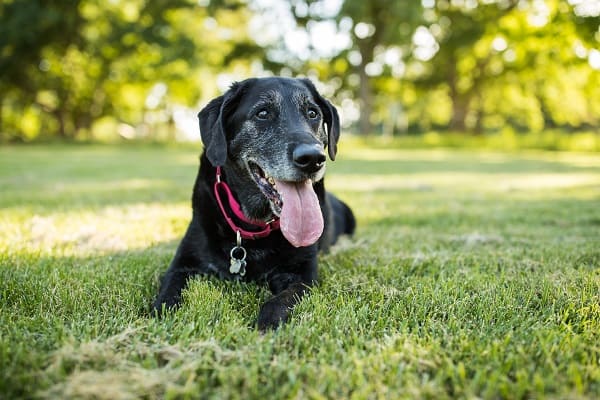 Como escolher uma boa alimentação para cães idosos