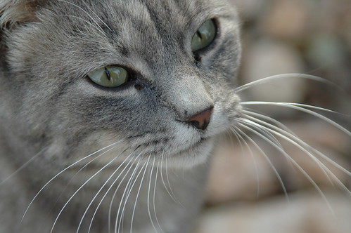 Adestramento de gatos