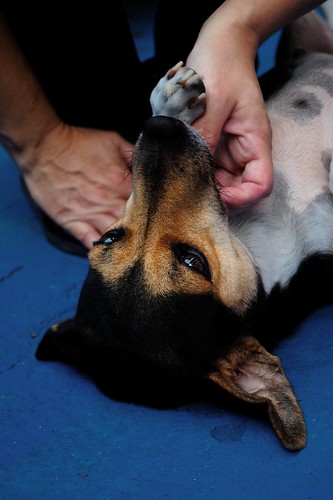 Adoção de Cães Adultos