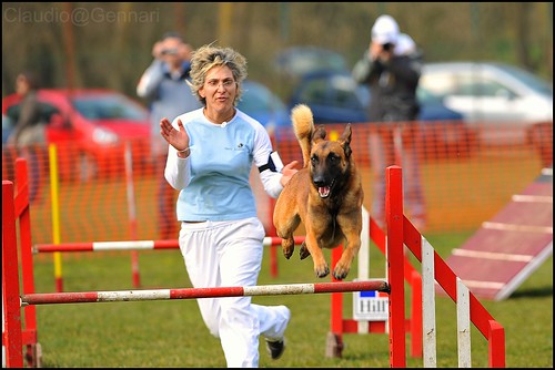 Agility – Uma interação entre homem e cão