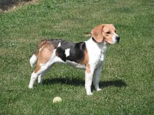 Beagle