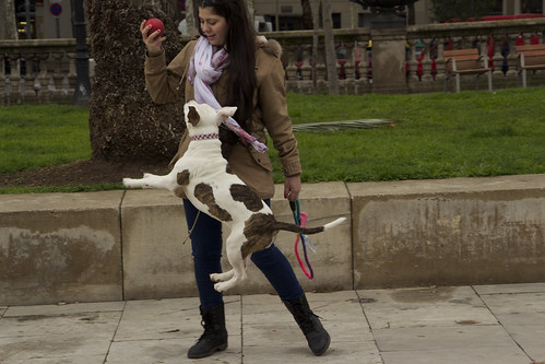 Brinquedos para cães