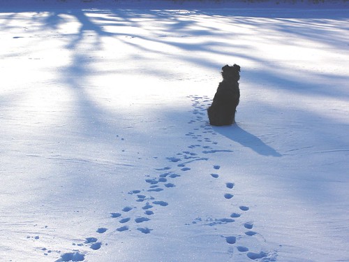 Cães e as doenças de inverno