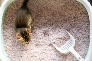 Caixa de areia para gatos: aberta ou fechada?