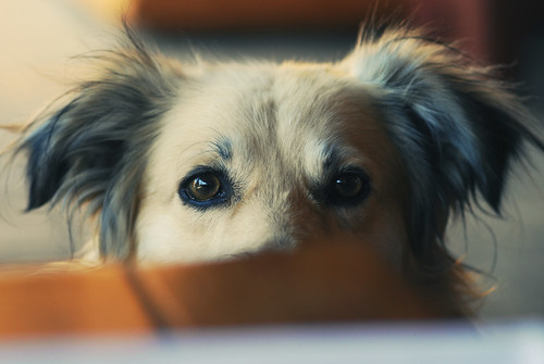 Como Evitar Cães e Gatos Pidões Durante a Refeição