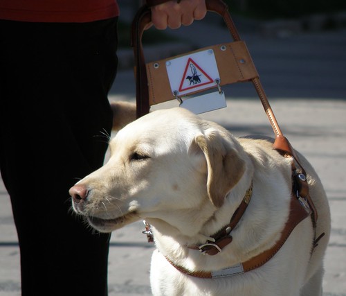 Como Funciona o Treinamento dos Cães-guia