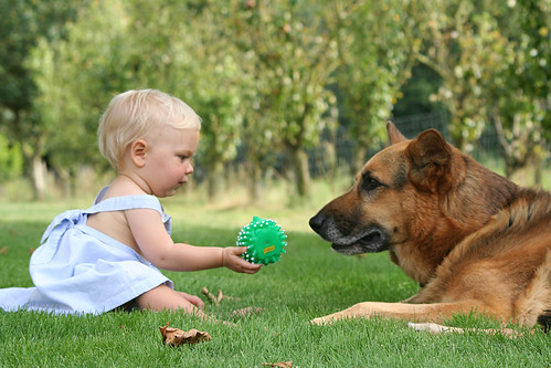 Como Preparar Seu Pet Para Um Bebê Que Vai Chegar?