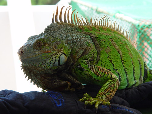 Cuidando de Iguanas