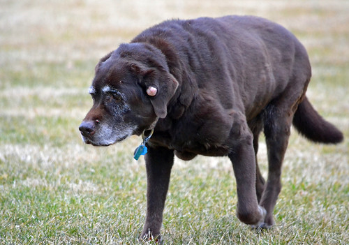 Doenças articulares em cães