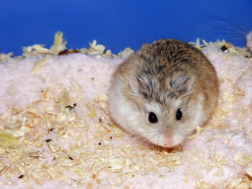 Doenças de Hamsters: conheça os sintomas