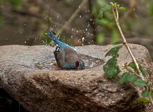 O banho das aves