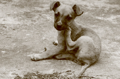 O controle de pulgas nos animais