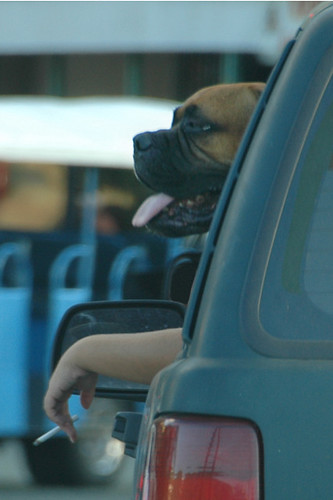 Os Perigos do Cigarro para os Animais de Estimação