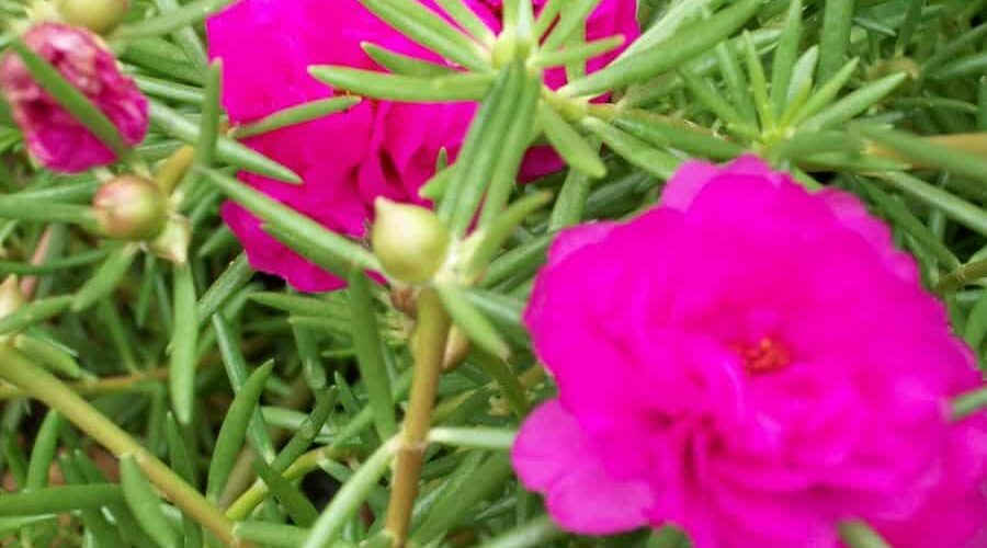 Plantas pendentes que dão flores