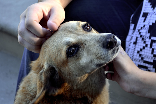 Resgate de Animais Abandonados e Maltratados