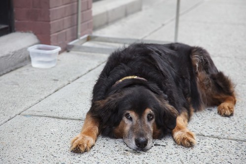 Transtornos psicológicos nos animais de companhia